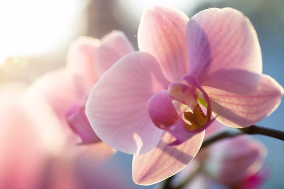 2nd Annual Miami Beach Orchids & Arts Festival - May 3 & 4