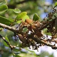Will pollen allergies get worse in South Florida as climate turns hotter?