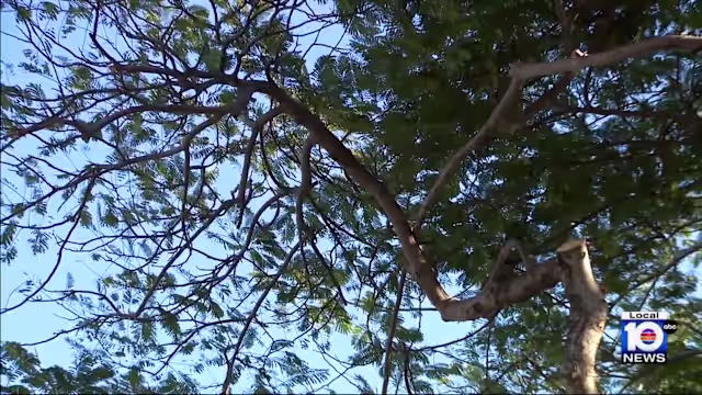 Controversial Miami tree ordinance felled