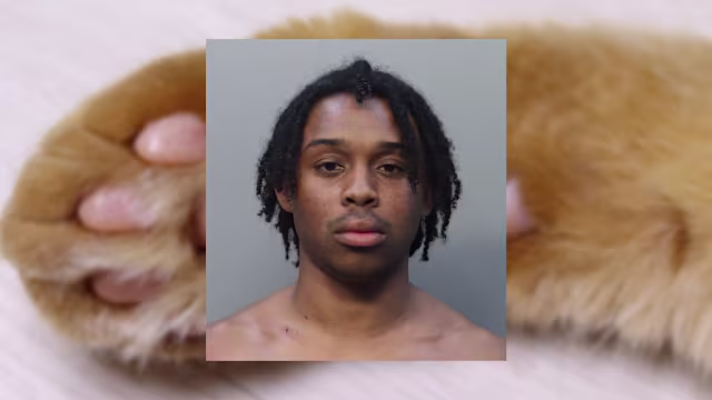 Man gets animal cruelty charge for fleeing Miami police with kittens in car, cops say