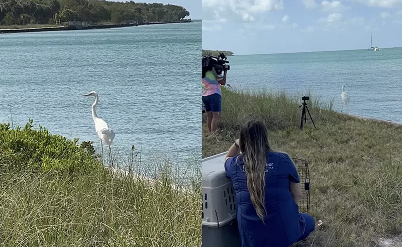 Watch: Great White Heron Soars Free in Miami After Recovering from Rock Attack