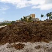 How much stinky seaweed will we see? What Florida forecast means for your health