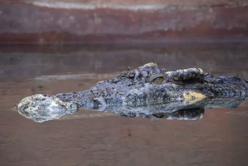 Crocodile Spotted in Lake Osceola Triggers Safety Alert at University of Miami