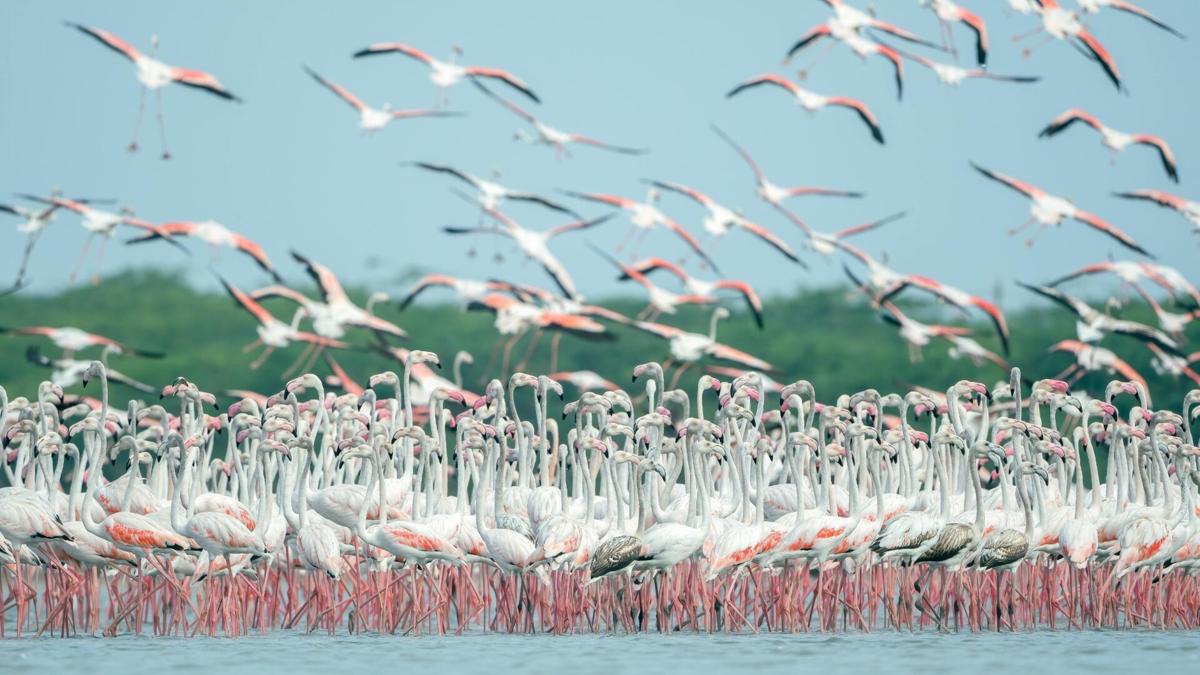 Miami legislator wants to make the Pink flamingo Florida’s new official state bird