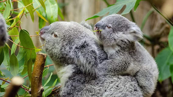 Mini-Me Science: Musical Marsupial Adventure at Frost Science
