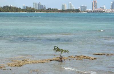 Key Biscayne Friday’s forecast