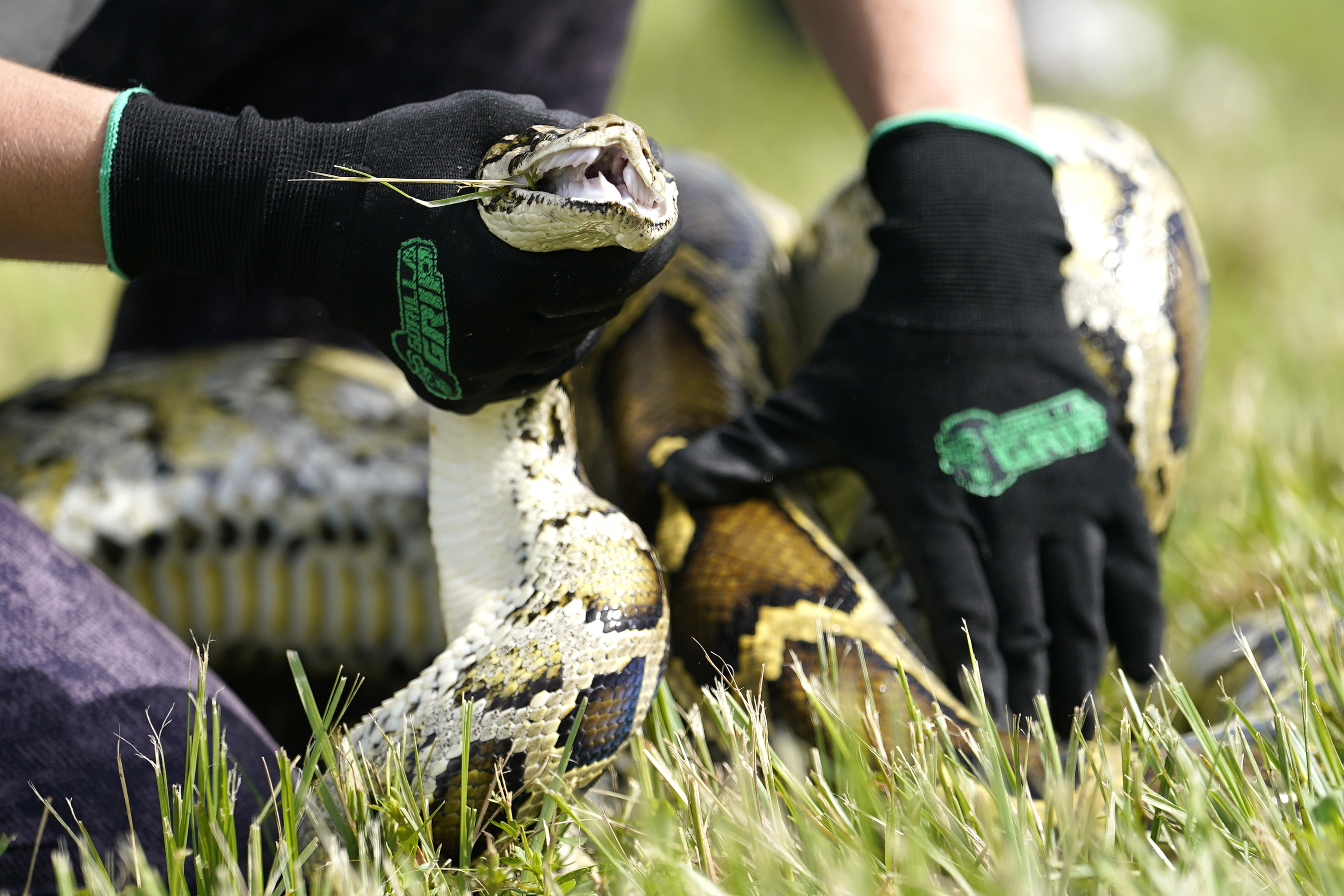 Registration opens for 2025 Florida Python Challenge
