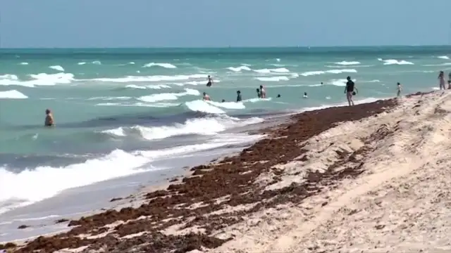 31 million tons of toxic seaweed is creeping toward beaches in Florida and around the Caribbean