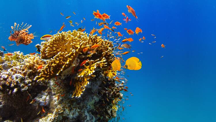 Miami Beach is getting an underwater sculpture park to save coral